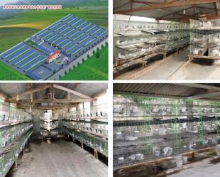 寶雞獺兔養(yǎng)殖 農(nóng)副產(chǎn)品的潛力產(chǎn)業(yè)