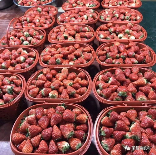 榮昌本地農(nóng)副產(chǎn)品線上選購指南 手機(jī)下單，美味到家